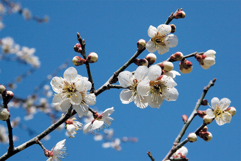 今日から3月です