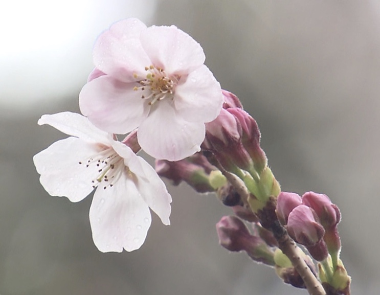 桜🌸開花宣言！