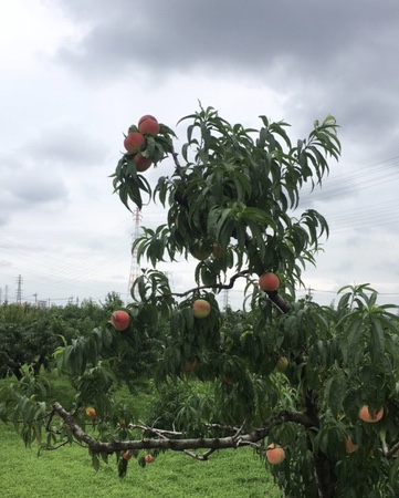 群馬は桃の産地！